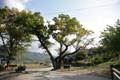 화악리 느티나무 썸네일 이미지