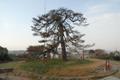 채운리 골뜸 산제 나무 썸네일 이미지